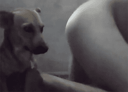 Зоофил сунул член собаке в пасть чтобы сосала