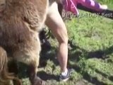 Осел трахает жопастую женщину у забора