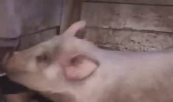 Гребаный кабан ебет мужика смотреть зоопорно